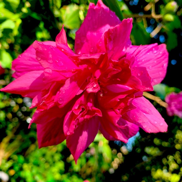 Meet your Posher, Marcy - Picture 1 of 2